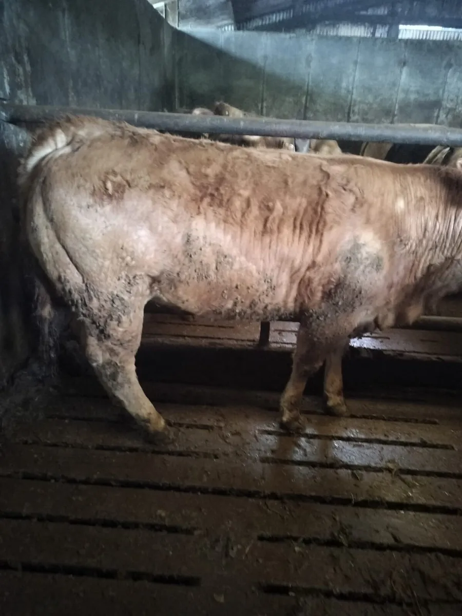 Heifers Ennis Mart 3rd March - Image 4