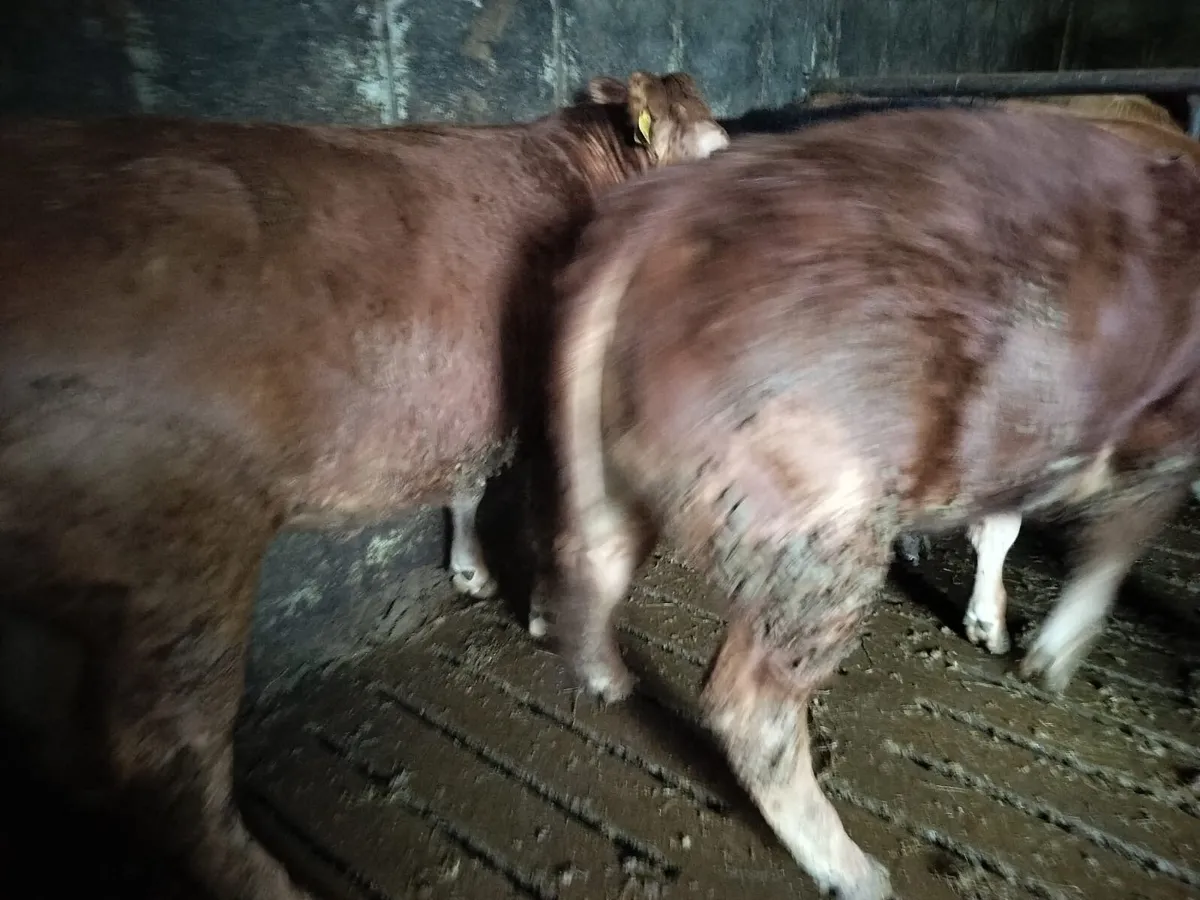 Heifers Ennis Mart 3rd March - Image 2