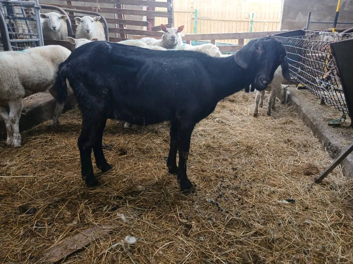 Nubian milking goat  with kid foot 5 week old kid - Image 1