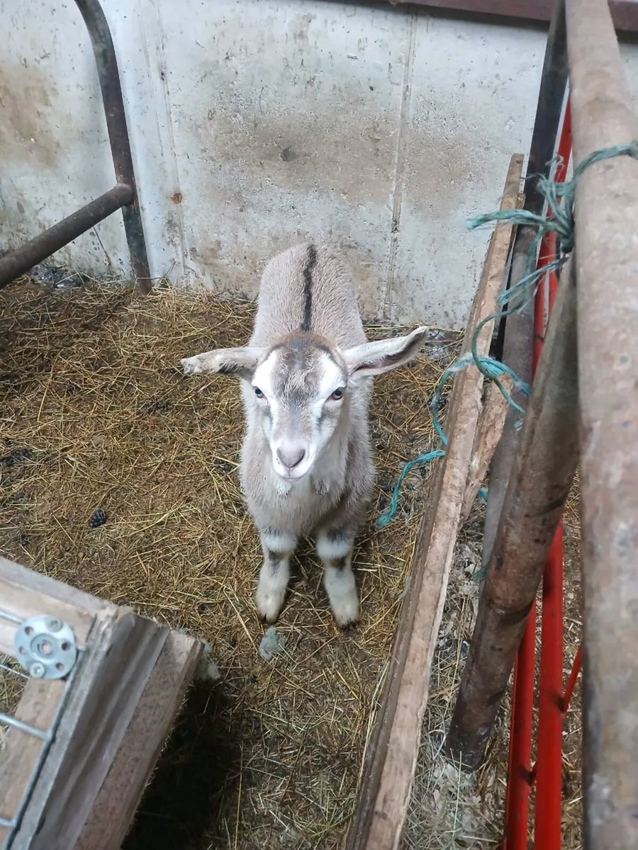 Nubian milking goat  with kid foot 5 week old kid - Image 4