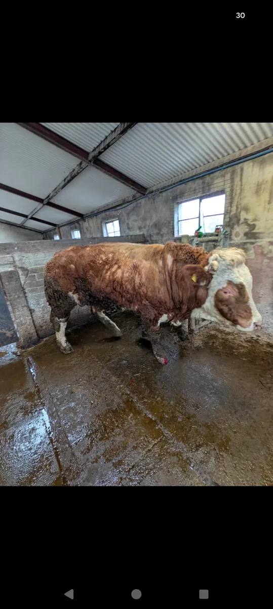 Super Pedigree Simmental Bull - Image 1