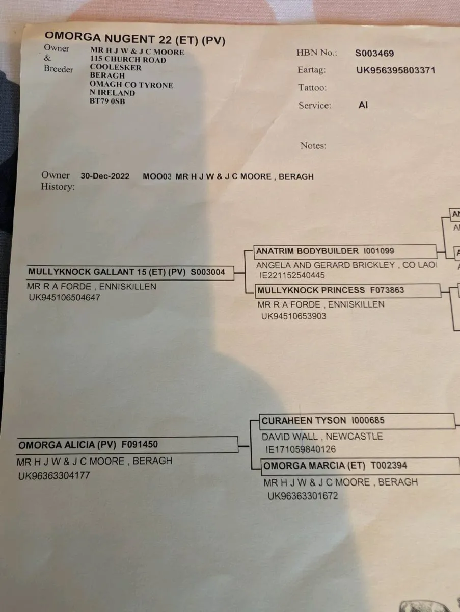 Super Pedigree Simmental Bull - Image 4