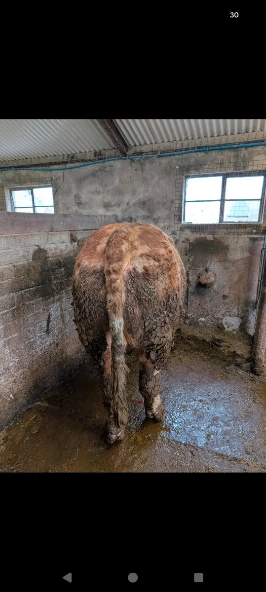 Super Pedigree Simmental Bull - Image 2