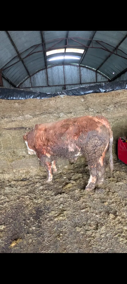 Super Pedigree Simmental Bull - Image 3