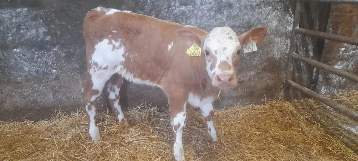 1 Super Golden Charolais heifer calf for sale - Image 1