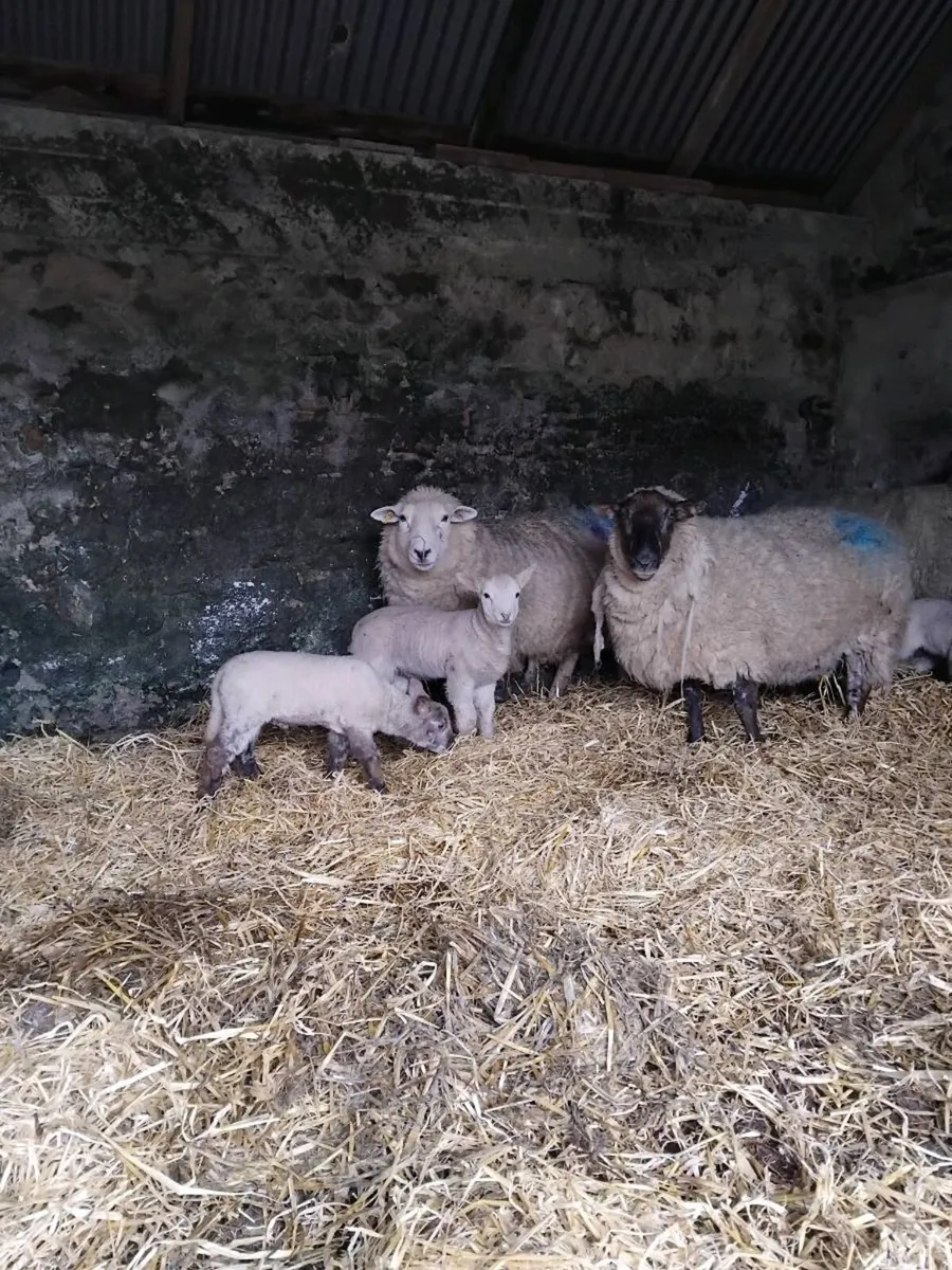 🐑Smashing outfits 🐑 - Image 1