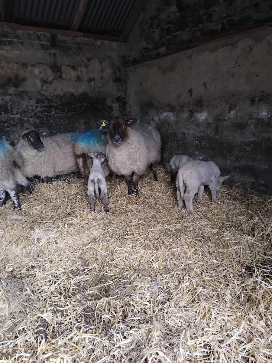 🐑Smashing outfits 🐑 - Image 2