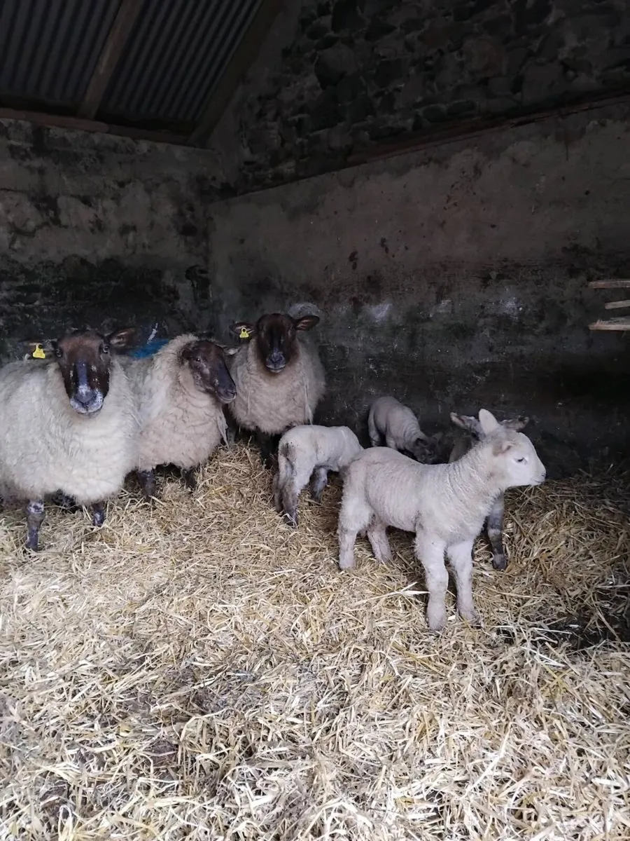 🐑Smashing outfits 🐑 - Image 3