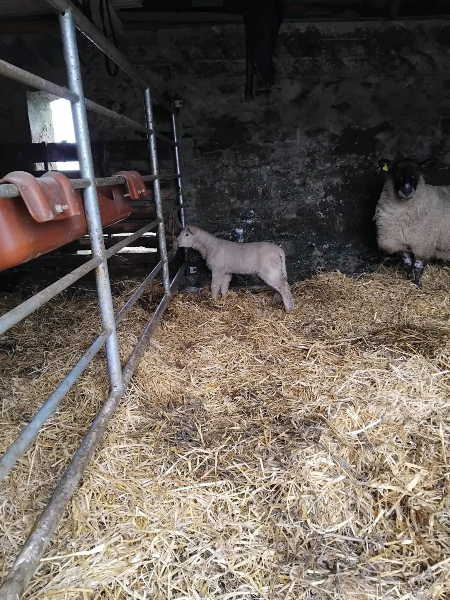 🐑Smashing outfits 🐑 - Image 4