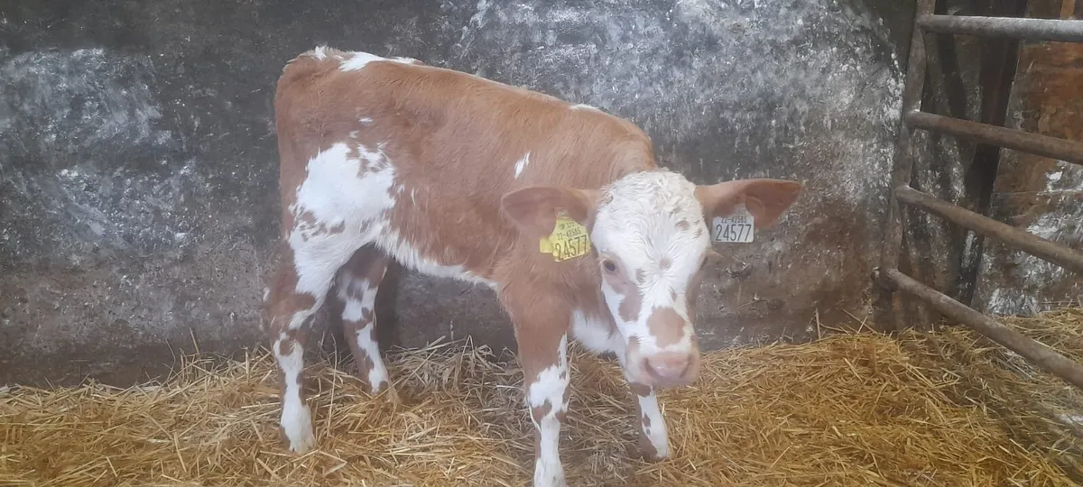 1 Super Golden Charolais heifer calf for sale - Image 2