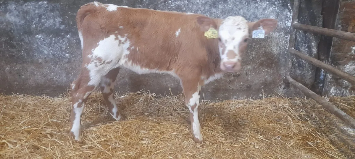 1 Super Golden Charolais heifer calf for sale - Image 3