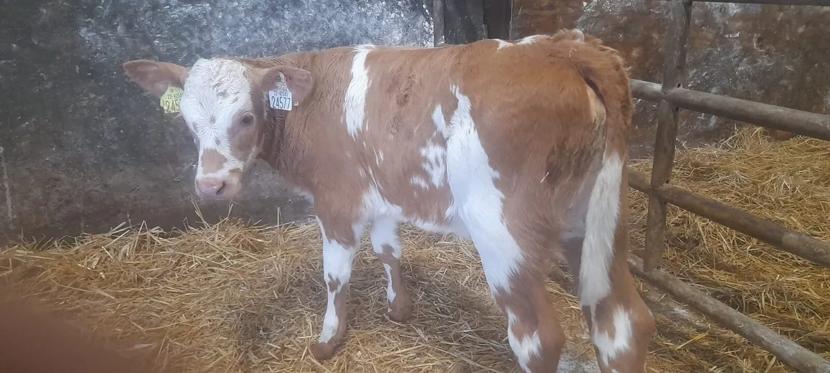 1 Super Golden Charolais heifer calf for sale - Image 4