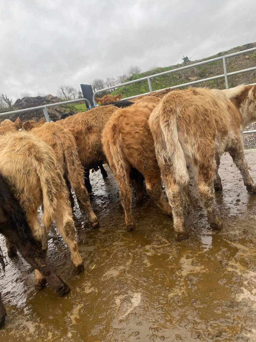 11 super suckler bred heifer weanlings - Image 1