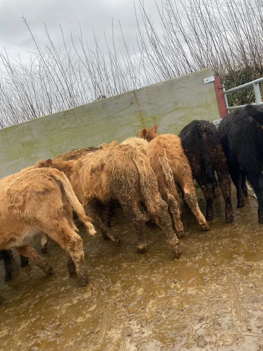 11 super suckler bred heifer weanlings - Image 2