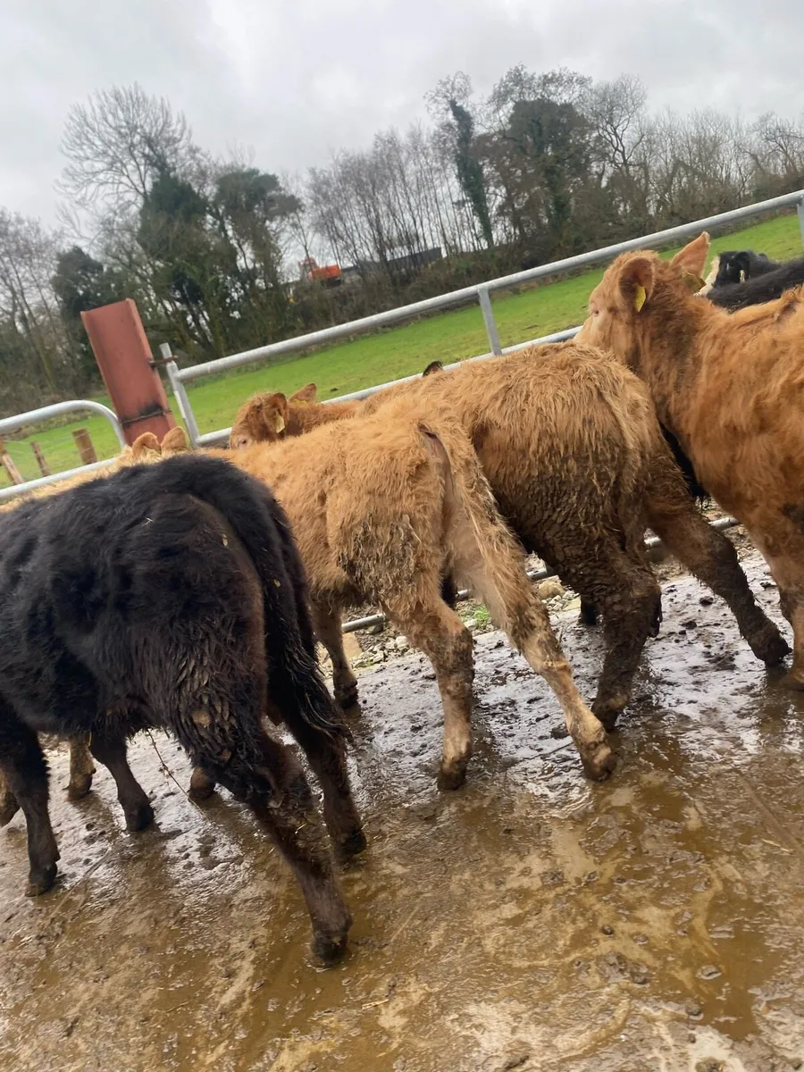 11 super suckler bred heifer weanlings - Image 3