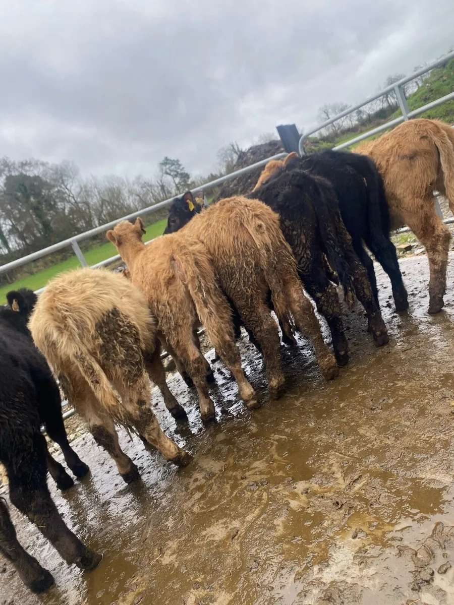 11 super suckler bred heifer weanlings - Image 4