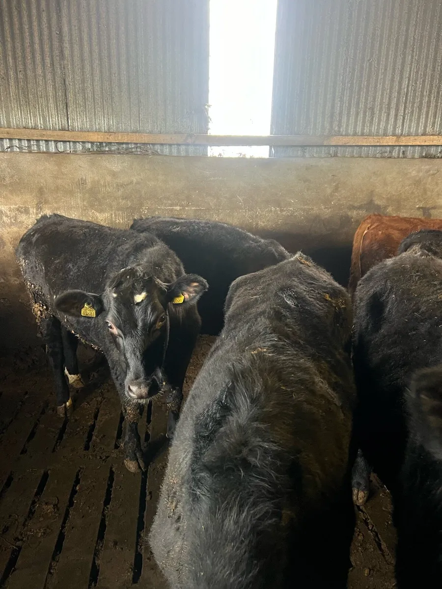 Store Cattle - Image 3