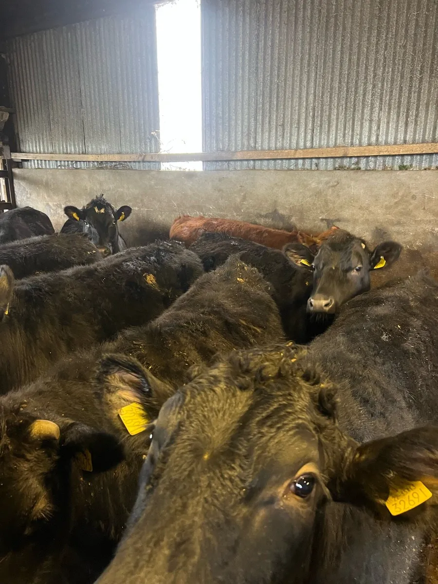 Store Cattle - Image 4