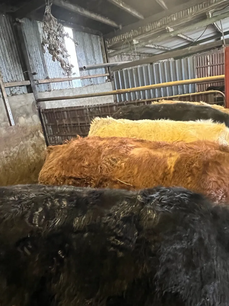 Store Cattle - Image 2