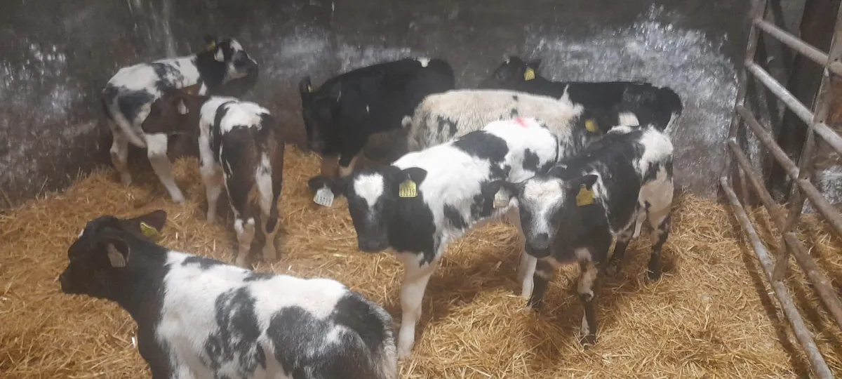 8 Super Belgian Blue heifer calf’s for sale - Image 1