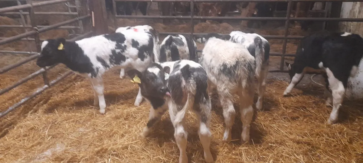 8 Super Belgian Blue heifer calf’s for sale - Image 2