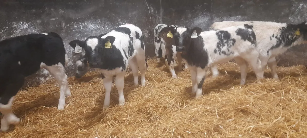 8 Super Belgian Blue heifer calf’s for sale - Image 3