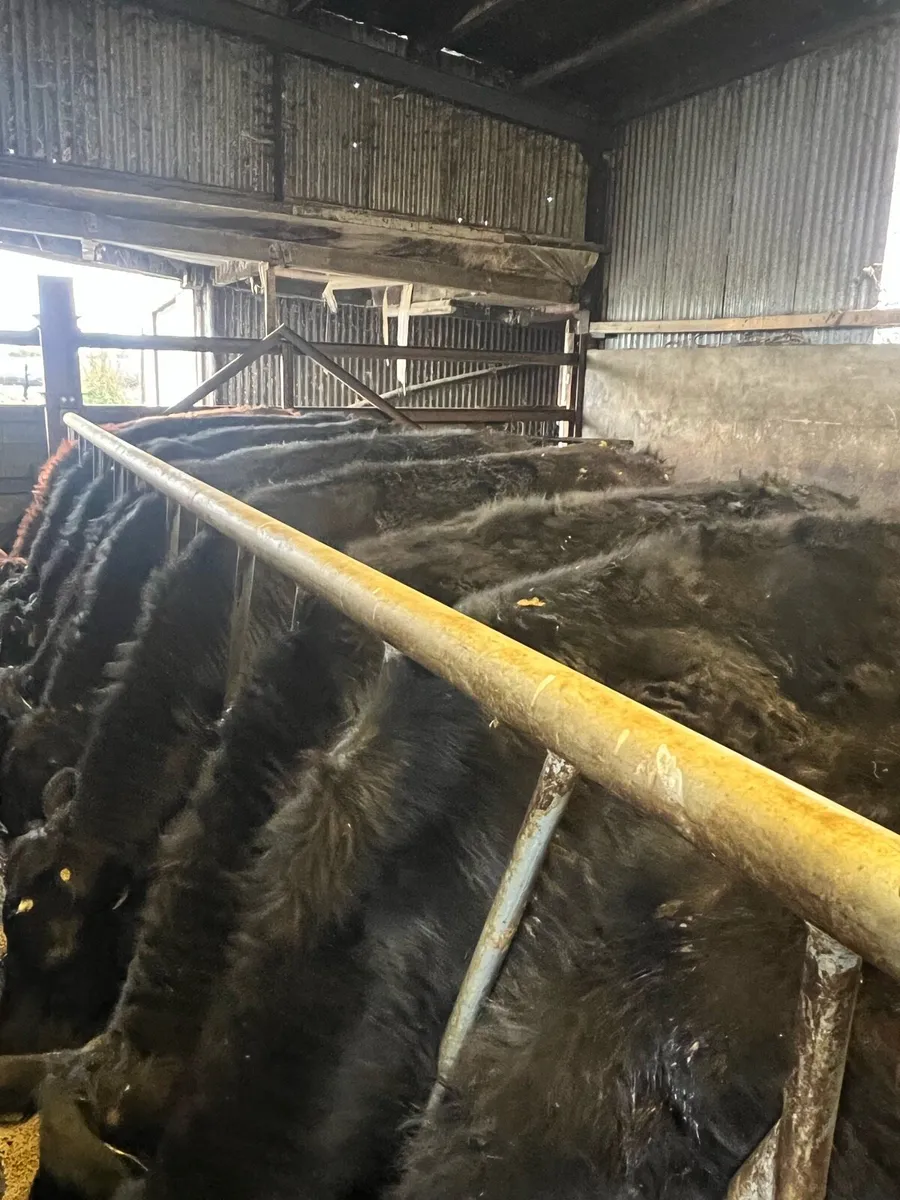 Store Cattle - Image 1