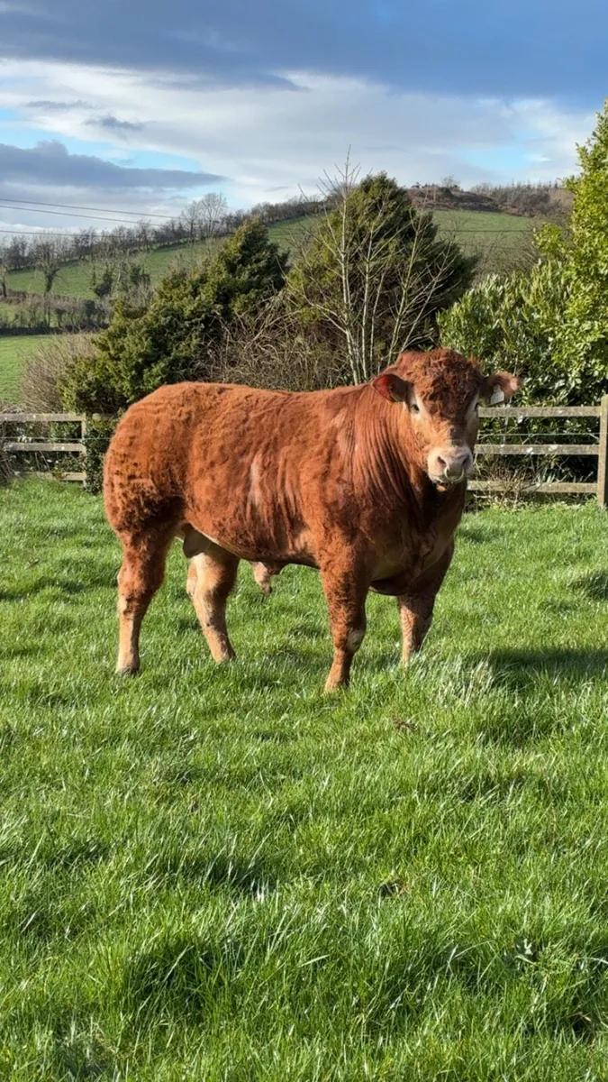 Selection of PBR limousin Bulls - Image 2