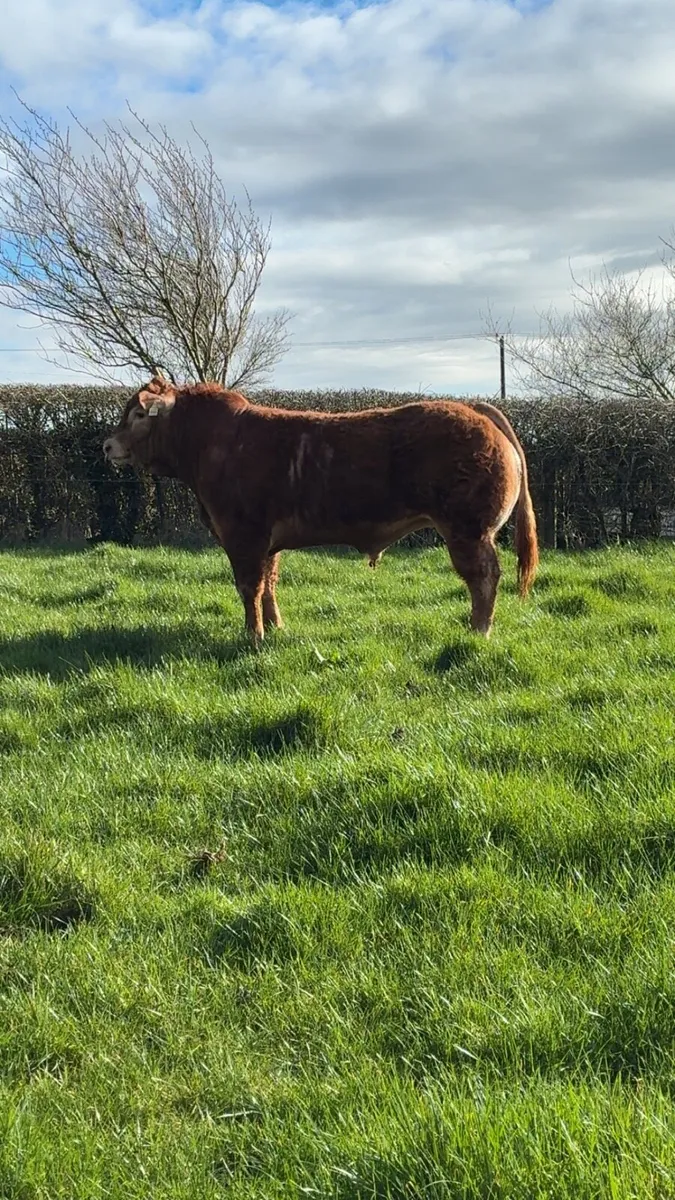 Selection of PBR limousin Bulls - Image 3