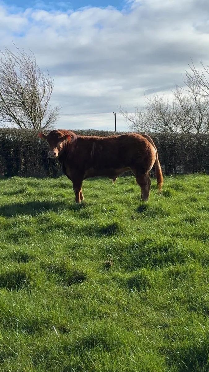 Selection of PBR limousin Bulls - Image 4