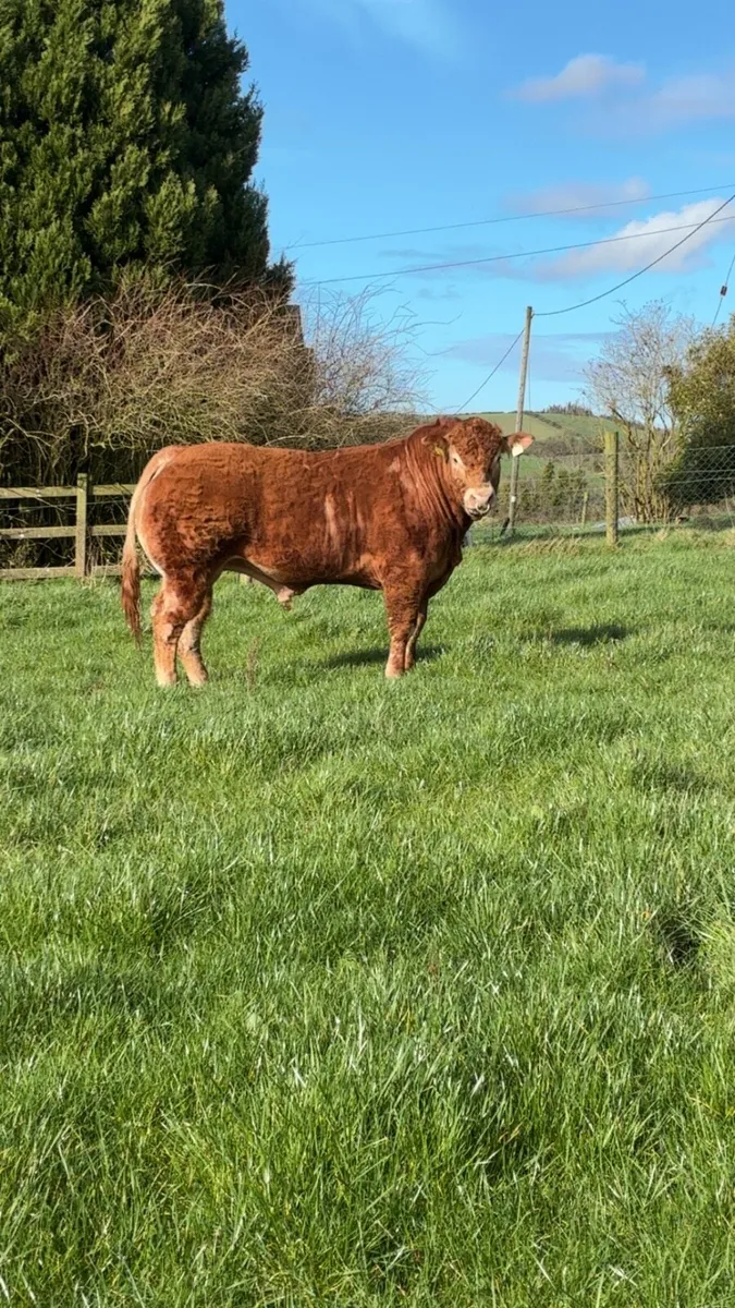 Selection of PBR limousin Bulls - Image 1