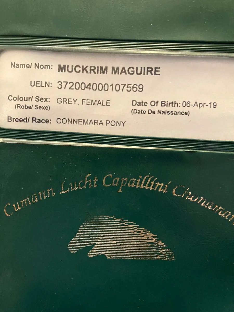 Connemara pony - Image 3