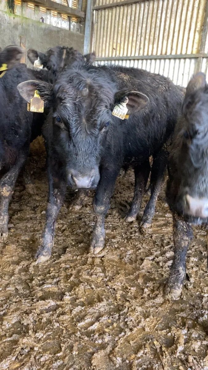 Bullocks/bulls for sale - Image 3