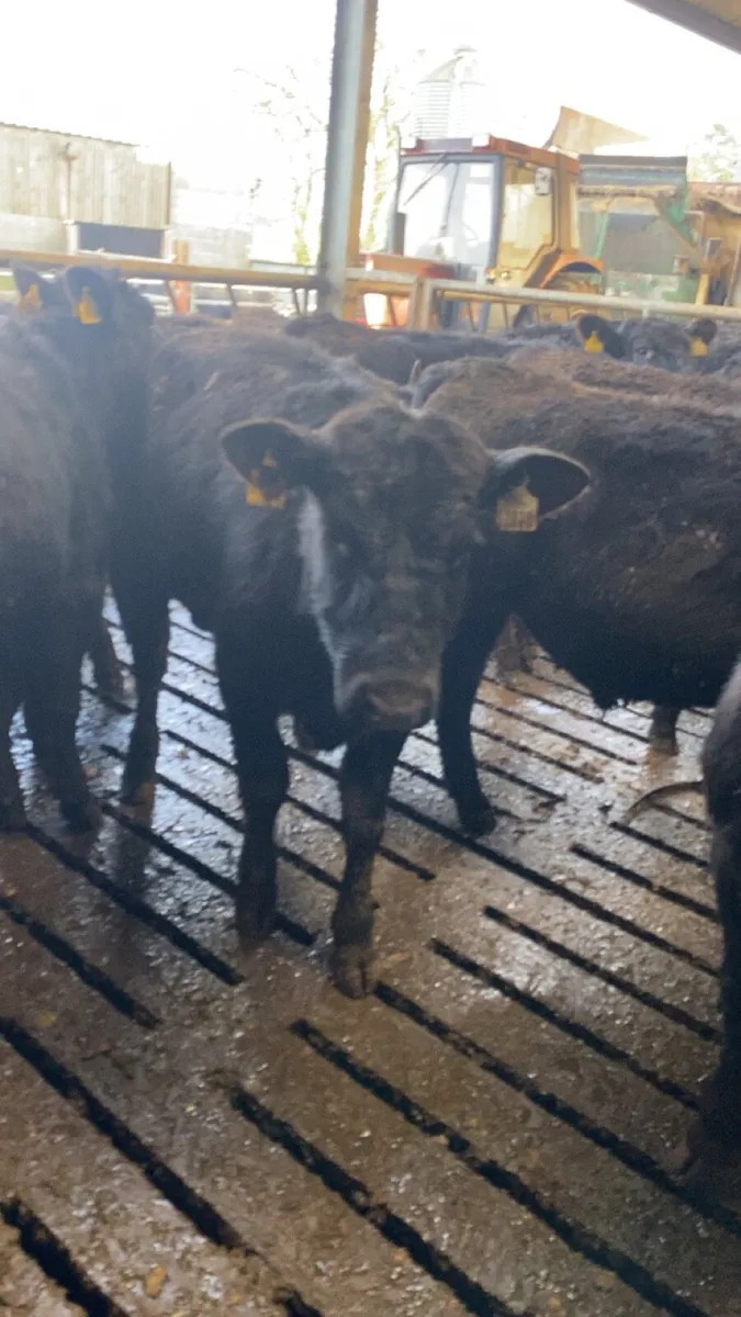 Bullocks/bulls for sale - Image 4