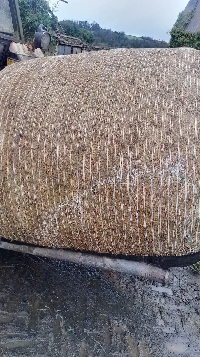 Organic haylage / Silage bales - Image 4