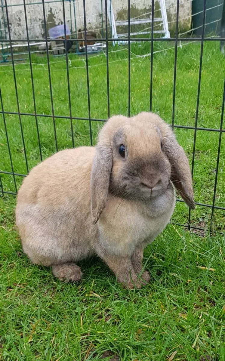 Purebred Mini lop Bunnies/rabbits and cages - Image 1