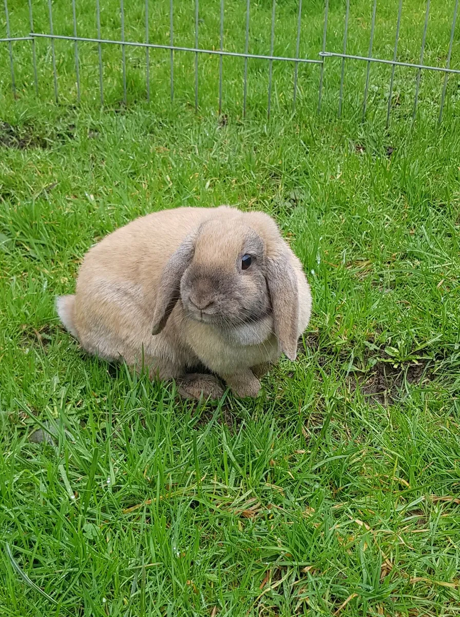 Purebred Mini lop Bunnies/rabbits and cages - Image 2