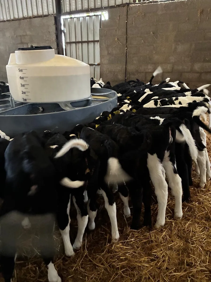 Friesian Heifer calves - Image 1
