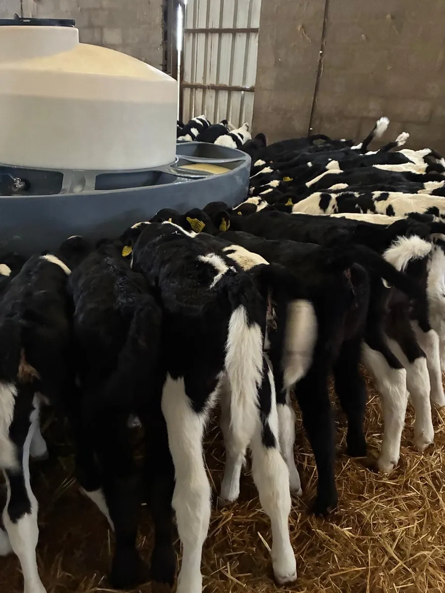 Friesian Heifer calves - Image 2