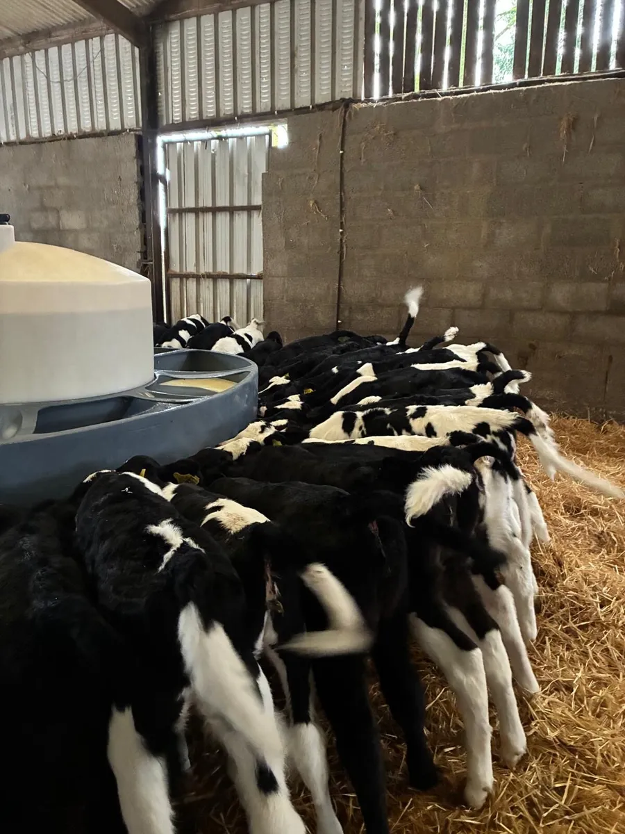 Friesian Heifer calves - Image 3