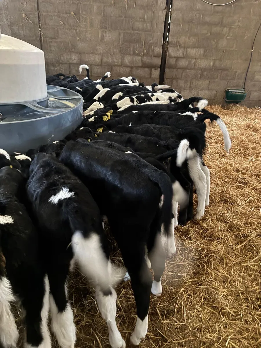 Friesian Heifer calves - Image 4