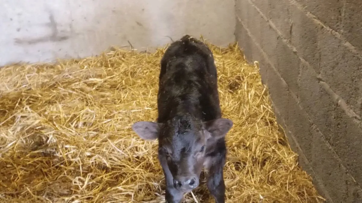 First calver - Image 2