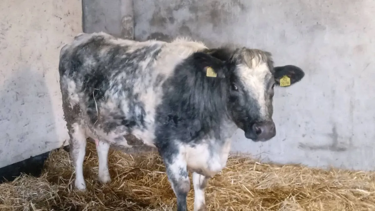 First calver - Image 3