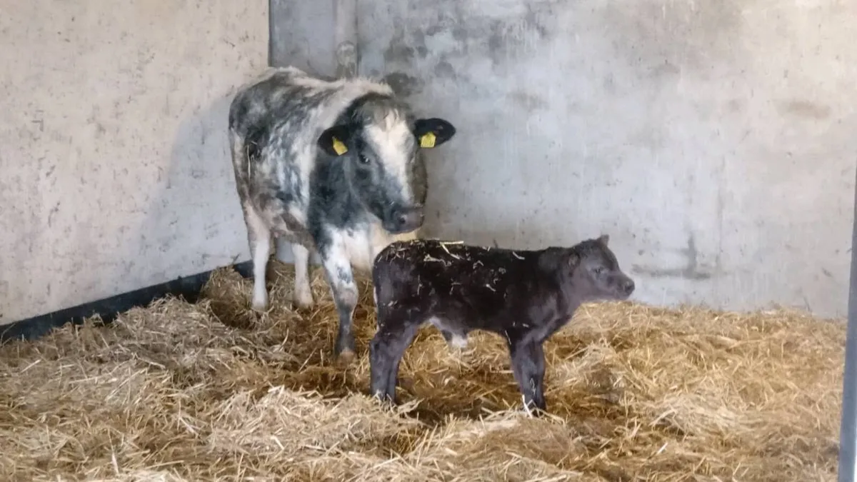 First calver - Image 4