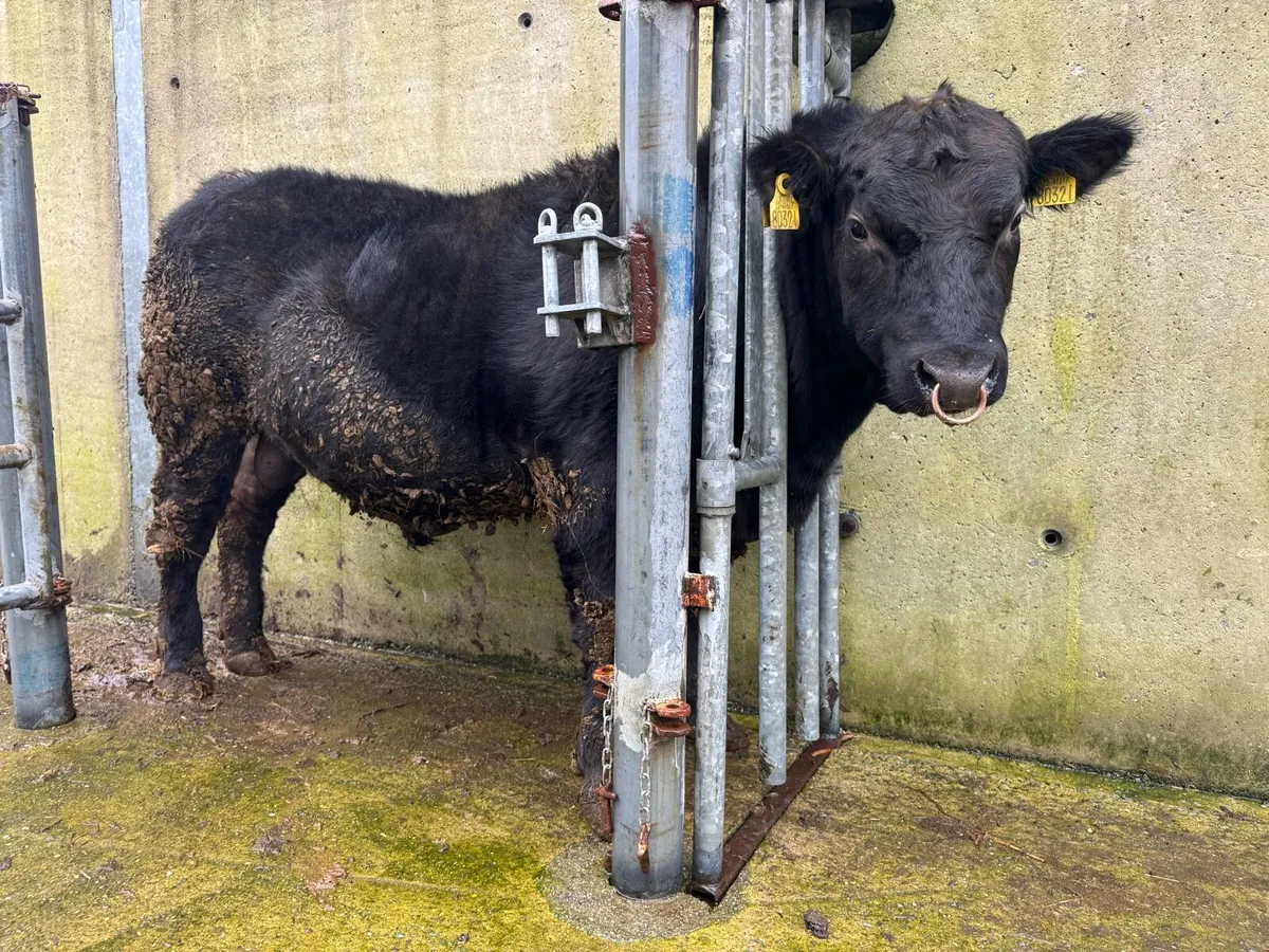 Pedigree Angus Bulls - Image 4