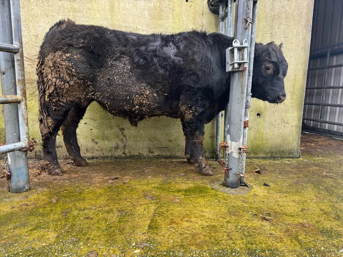 Pedigree Angus Bulls - Image 1