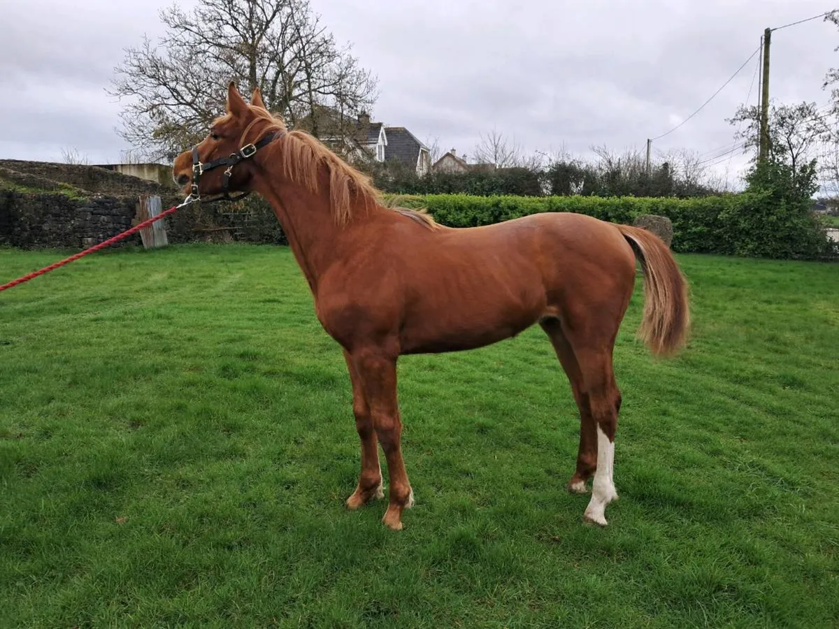Lansdowne Yearling Colt - Image 2