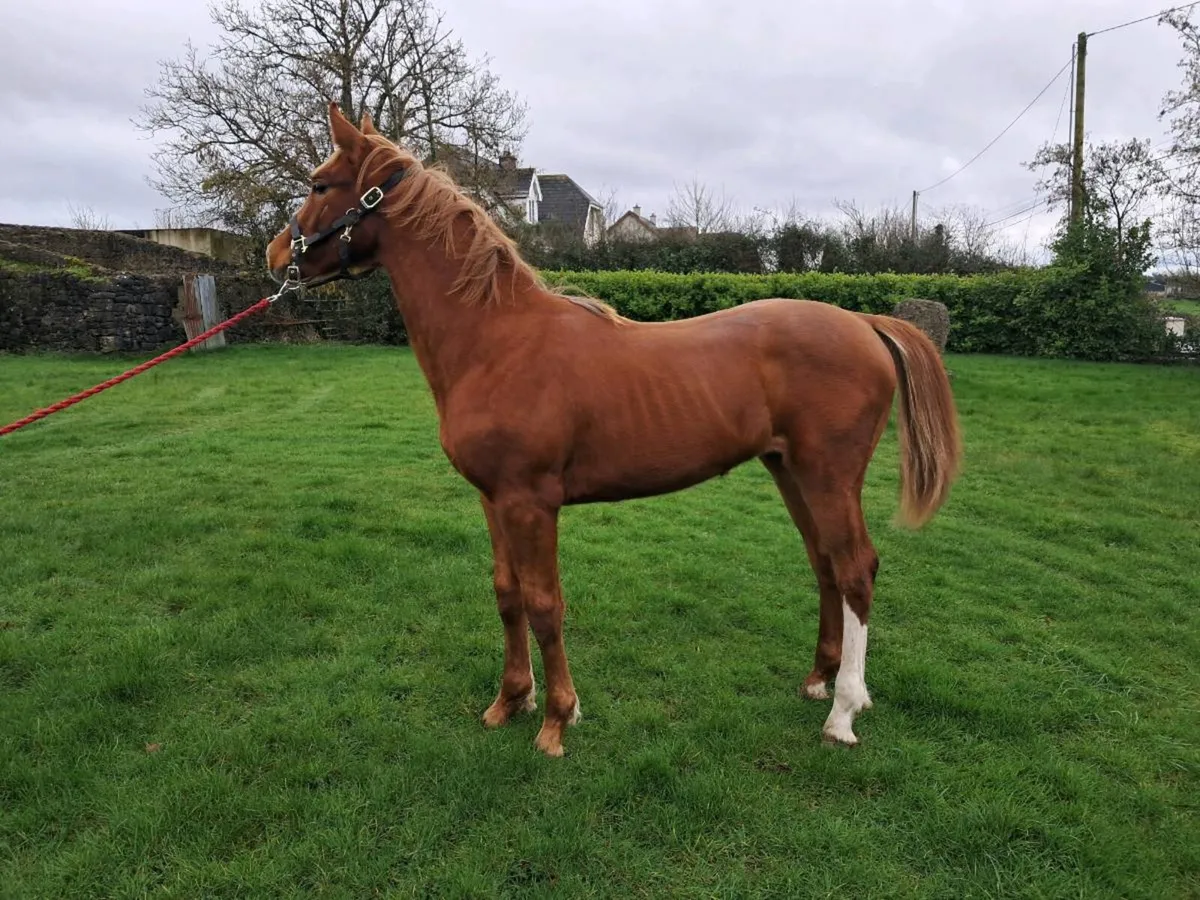 Lansdowne Yearling Colt - Image 3