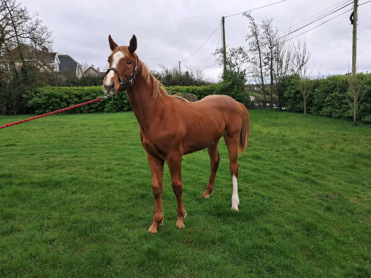 Lansdowne Yearling Colt - Image 4