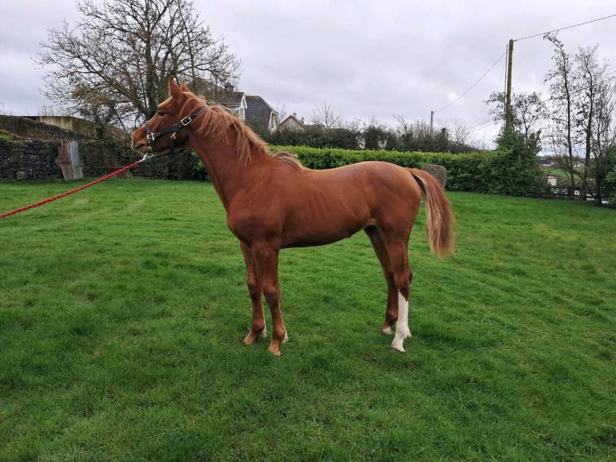 Lansdowne Yearling Colt - Image 1